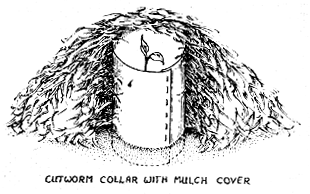 
This heavy paper collar, stapled together, protects young transplant from cutworms. Cover entirely with straw mulch until all danger of frost is past or, if there is no danger of frost, for two days to keep plant from getting too much sun while it settles in.

